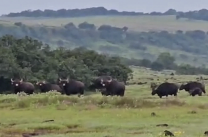 Gaur On Kas Plateau