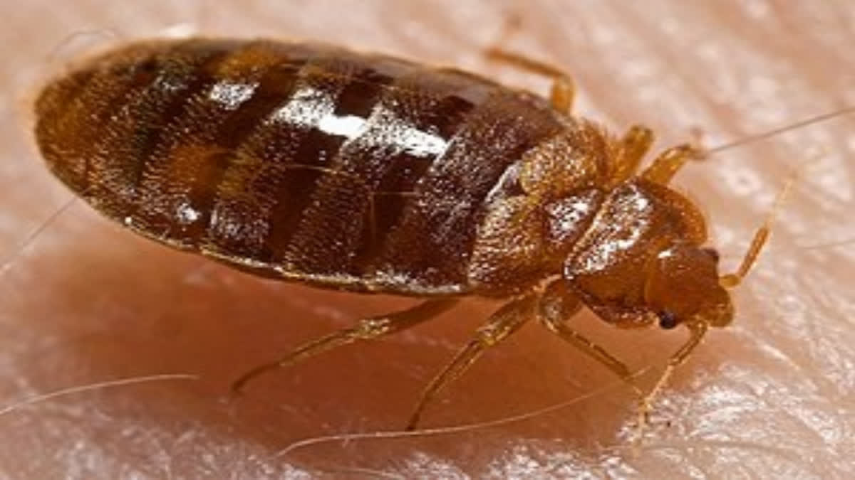 Bed bugs are small, flightless insects that feed on human blood. There are several species, but the one most people know is called Cimex lectularius.