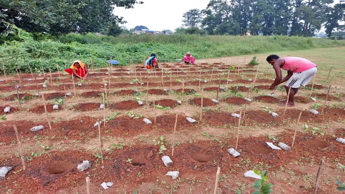 Tea cultivation in Jharkhand