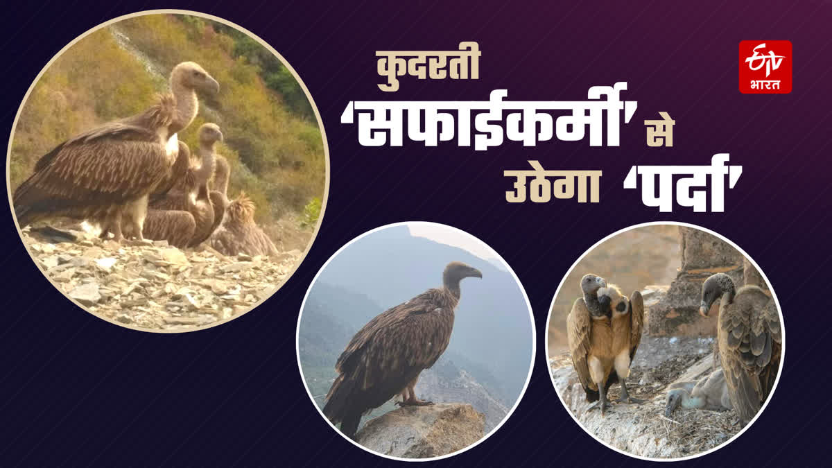 Vultures in Uttarakhand