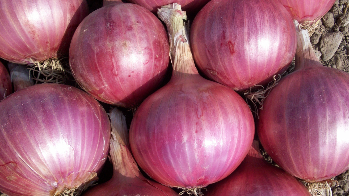 Retail Onion Price Hike