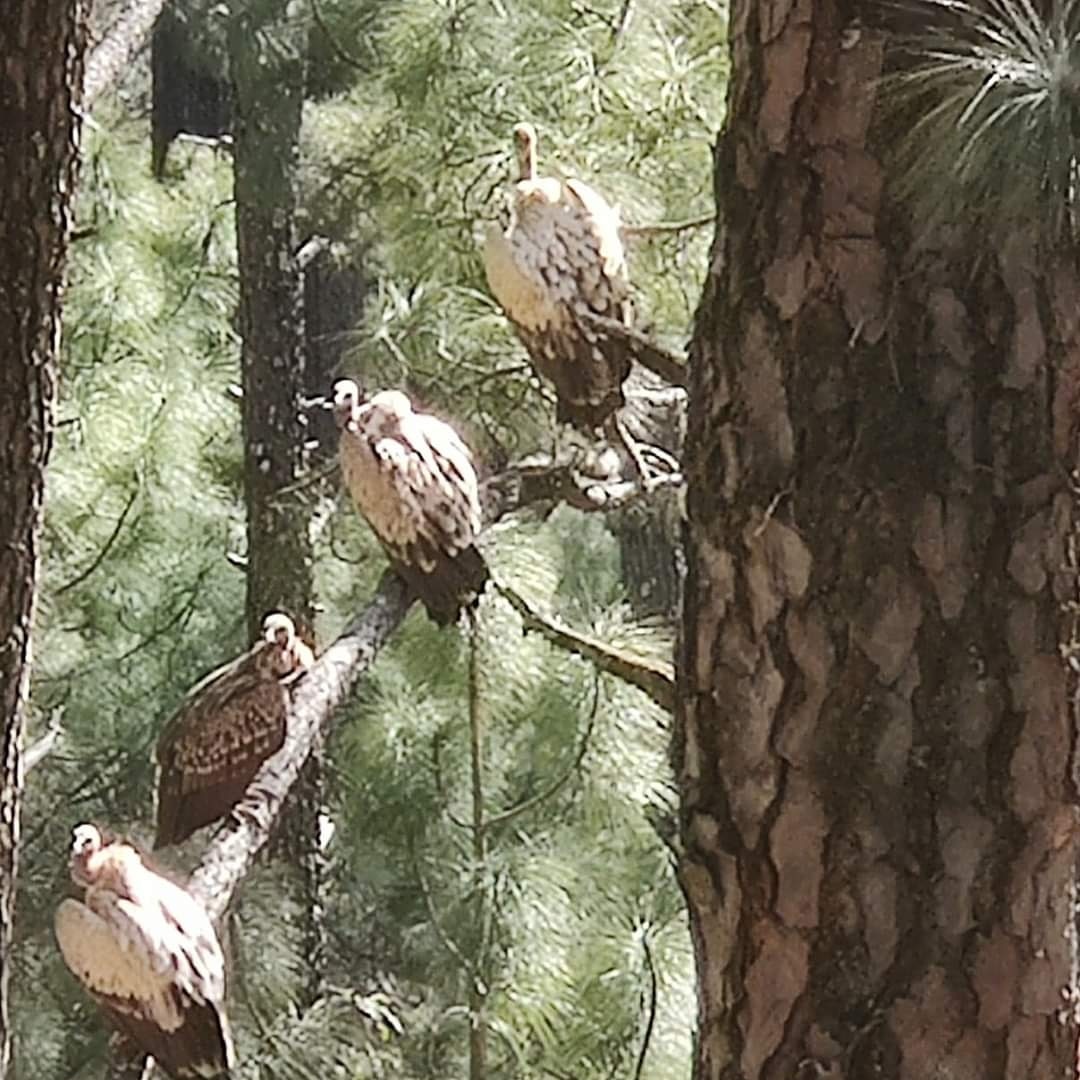 Vultures in Uttarakhand