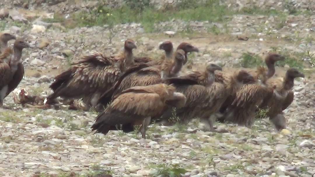Vultures in Uttarakhand