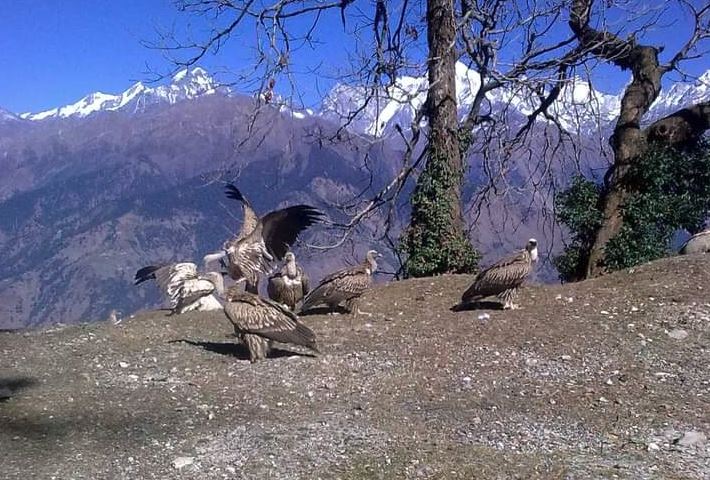 Vultures in Uttarakhand