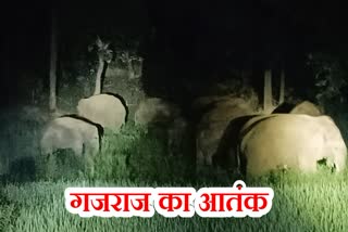 Bagodar villagers upset due to wild elephants rampage in Giridih
