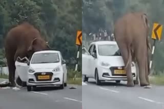 Wild Elephant Damaging Tourist Car Viral Video