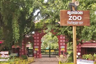 Thiruvananthapuram Zoo  Cub And Baby Bear Died  Zoo  ഒന്നിന് പിറകെ രണ്ട്  മൃഗശാലയില്‍ സിംഹക്കുട്ടിയും കരടിക്കുട്ടിയും ചത്തു  ന്യൂമോണിയയെന്ന് റിപ്പോര്‍ട്ട്  മൃഗശാല  സിംഹക്കുട്ടി