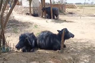 Animals Hospital In Nuh