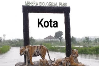 Tiger maul Abheda Biological Park caretaker to death in Kota