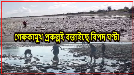 অস্বাভাৱিকভাৱে শুকাই গৈছে সোৱণশিৰিৰ বক্ষ; ভয়ংকৰ বিপদৰ আশংকা