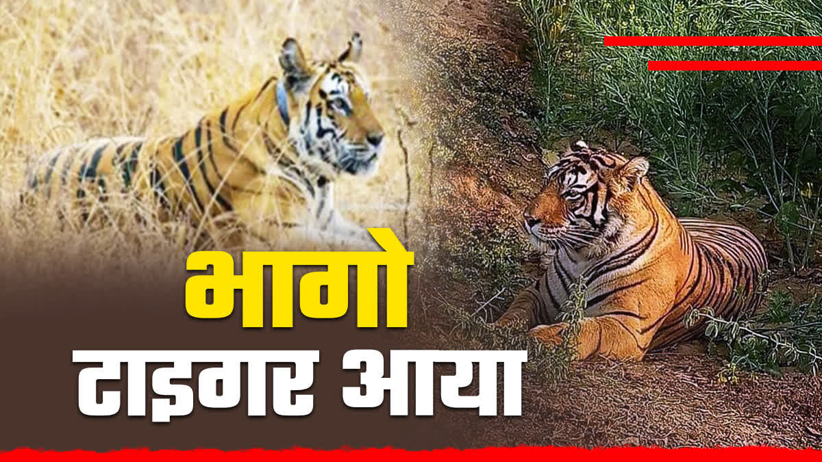 TIGER KILLS COW IN BAIKUNTHPUR