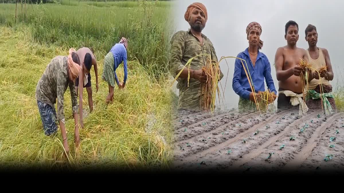 VEGETABLE CROPS DAMAGE IN JAJPUR