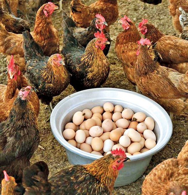 A Successful Poultry Entrepreneur In Hyderabad