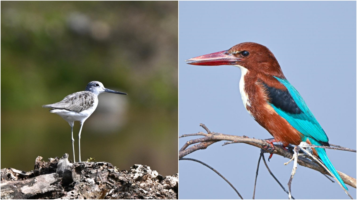 UTTARAKHAND BIRD WATCHING INDUSTRY