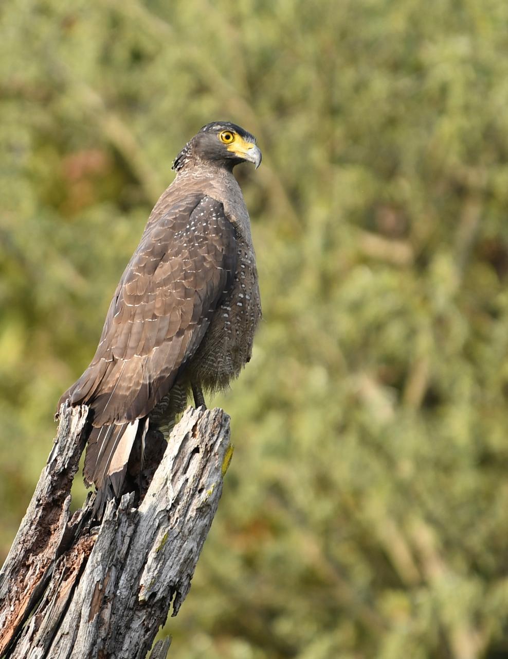 UTTARAKHAND BIRD WATCHING INDUSTRY