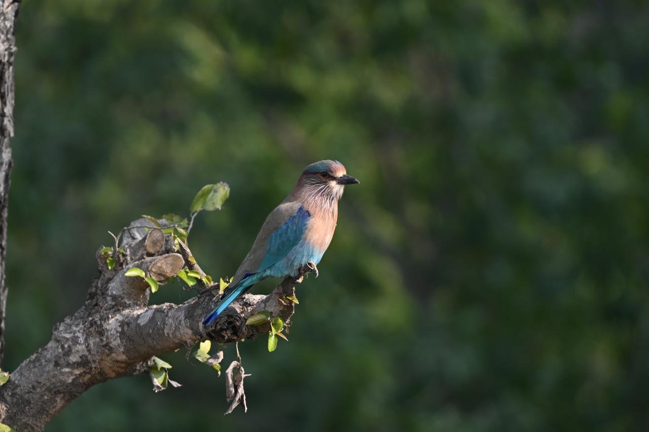 UTTARAKHAND BIRD WATCHING INDUSTRY