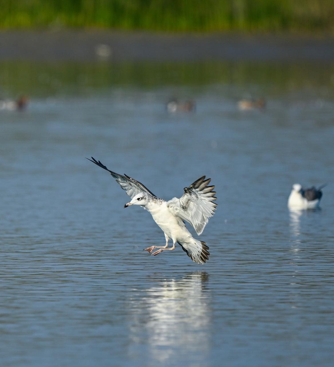 UTTARAKHAND BIRD WATCHING INDUSTRY