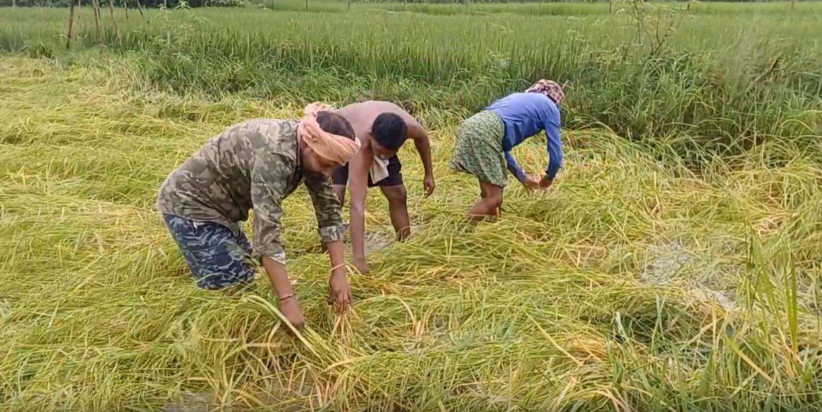 VEGETABLE CROPS DAMAGE IN JAJPUR