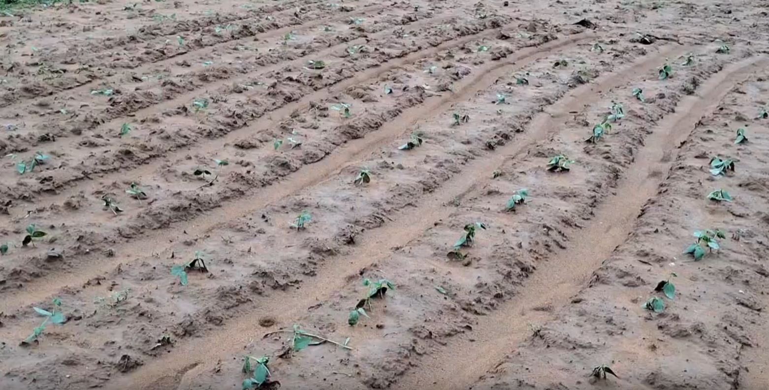 VEGETABLE CROPS DAMAGE IN JAJPUR