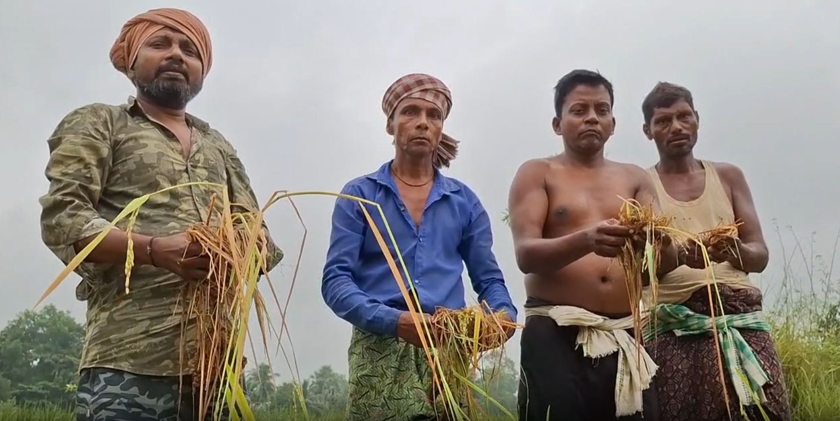 VEGETABLE CROPS DAMAGE IN JAJPUR