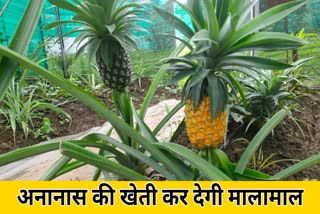 Pineapple cultivation and precautions