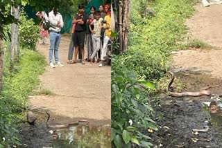 MONGOOSE AND SNAKE FIGHT VIDEO