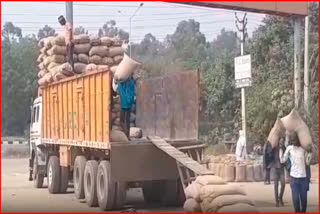 Paddy in Ambala Cantt grain market