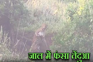 Leopard trapped in a trap set for hunting Sambhar