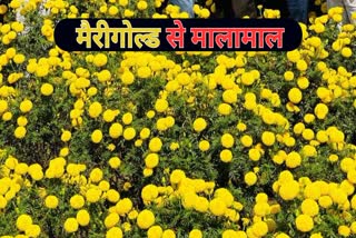 MARIGOLD MAKE FARMERS MILLIONAIRE