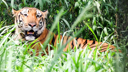 Hunt On To Capture Cattle-Hunting Tiger In Chhattisgarh's Baikunthpur