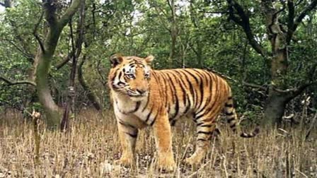 similipal gets a tigress