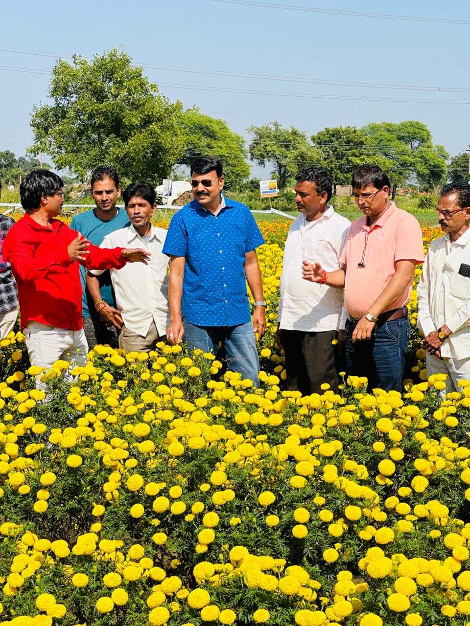 Chhindwara Marigold farming