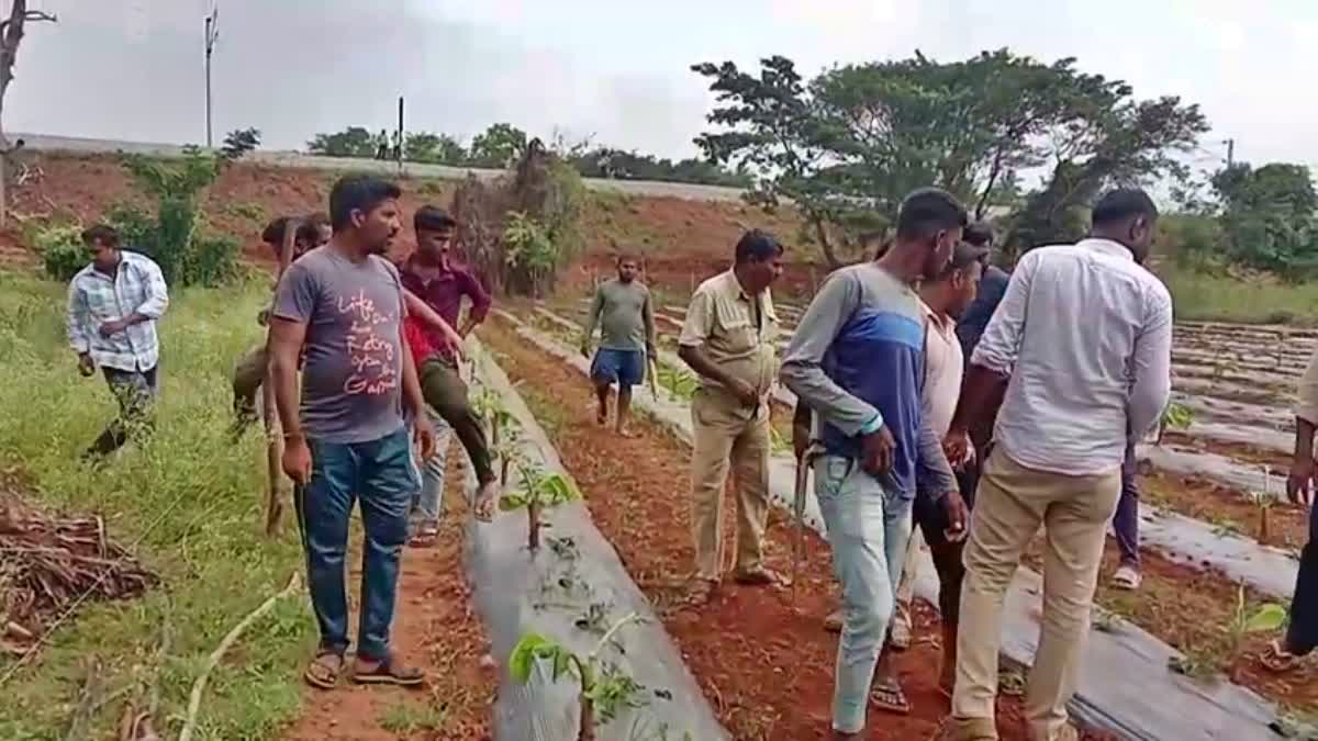 forest officials checked the footprints of the tiger.