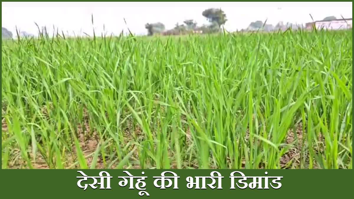 Wheat Farming in Nuh