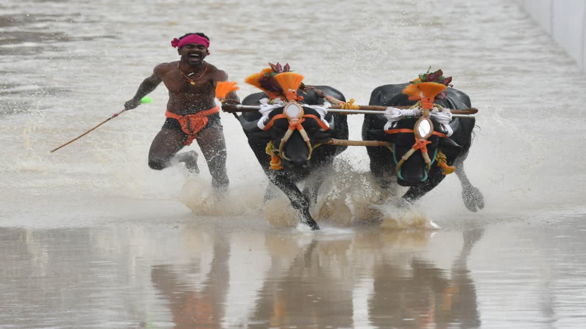 The Buffalo Race- Kambala