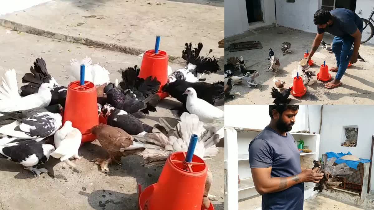 A Young Man Breeding Pigeons In Chhattisgarh