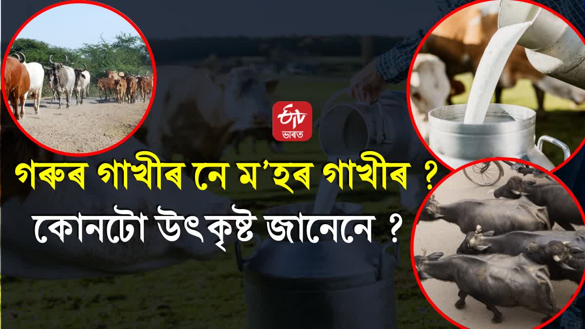 Cow Milk Vs Buffalo Milk: Know the Difference and Which is Better?