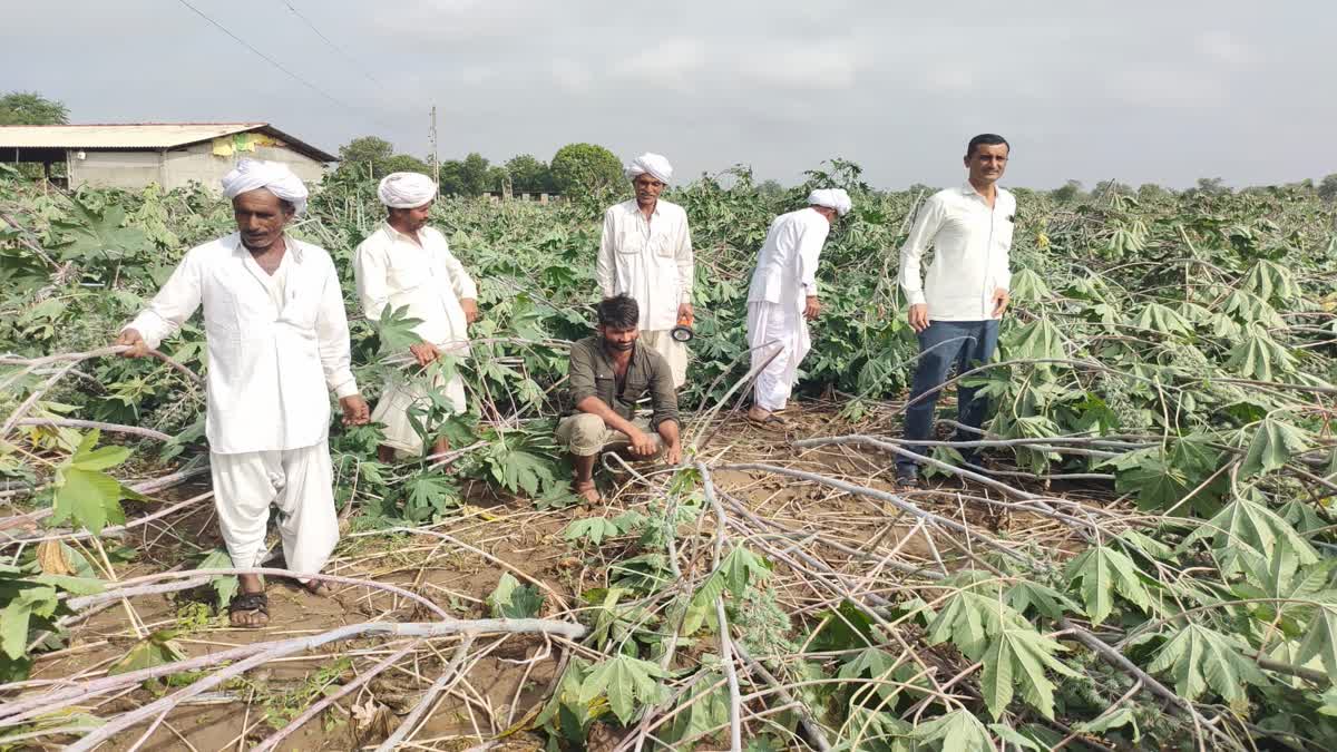 ખેડૂતોના પાકને ભારે નુકસાન