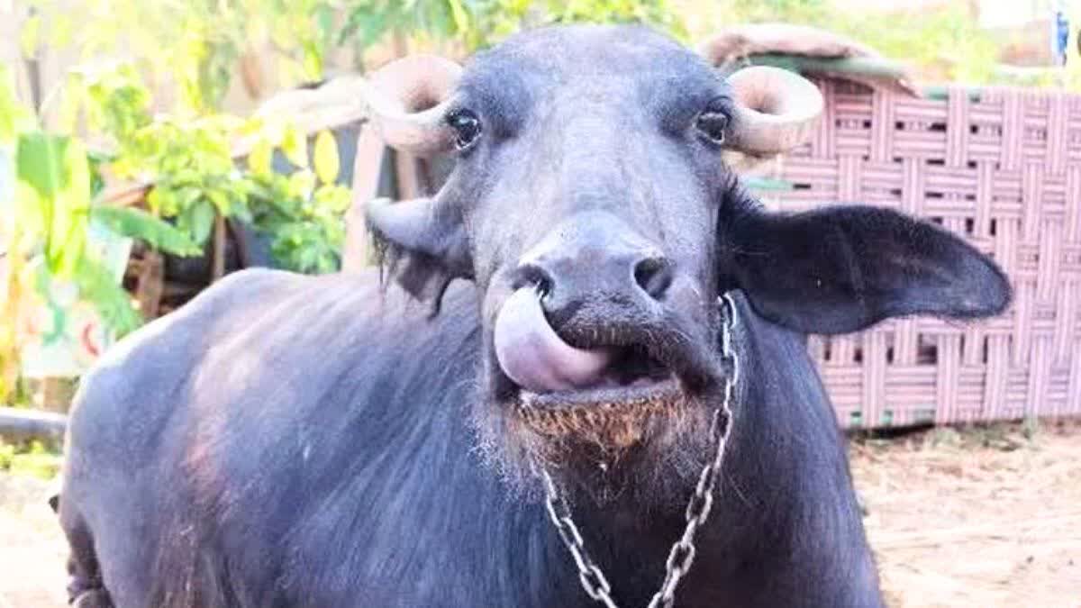 Morena man buffalo stolen