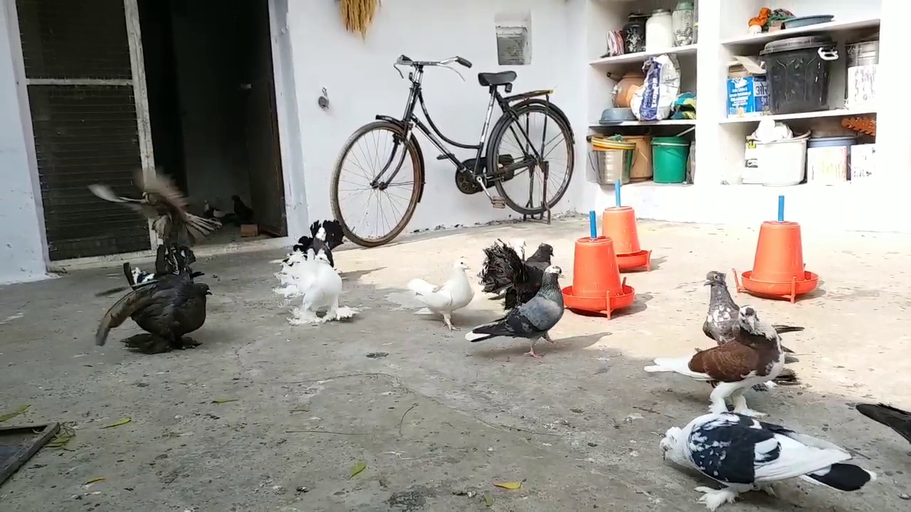 A Young Man Breeding Pigeons In Chhattisgarh