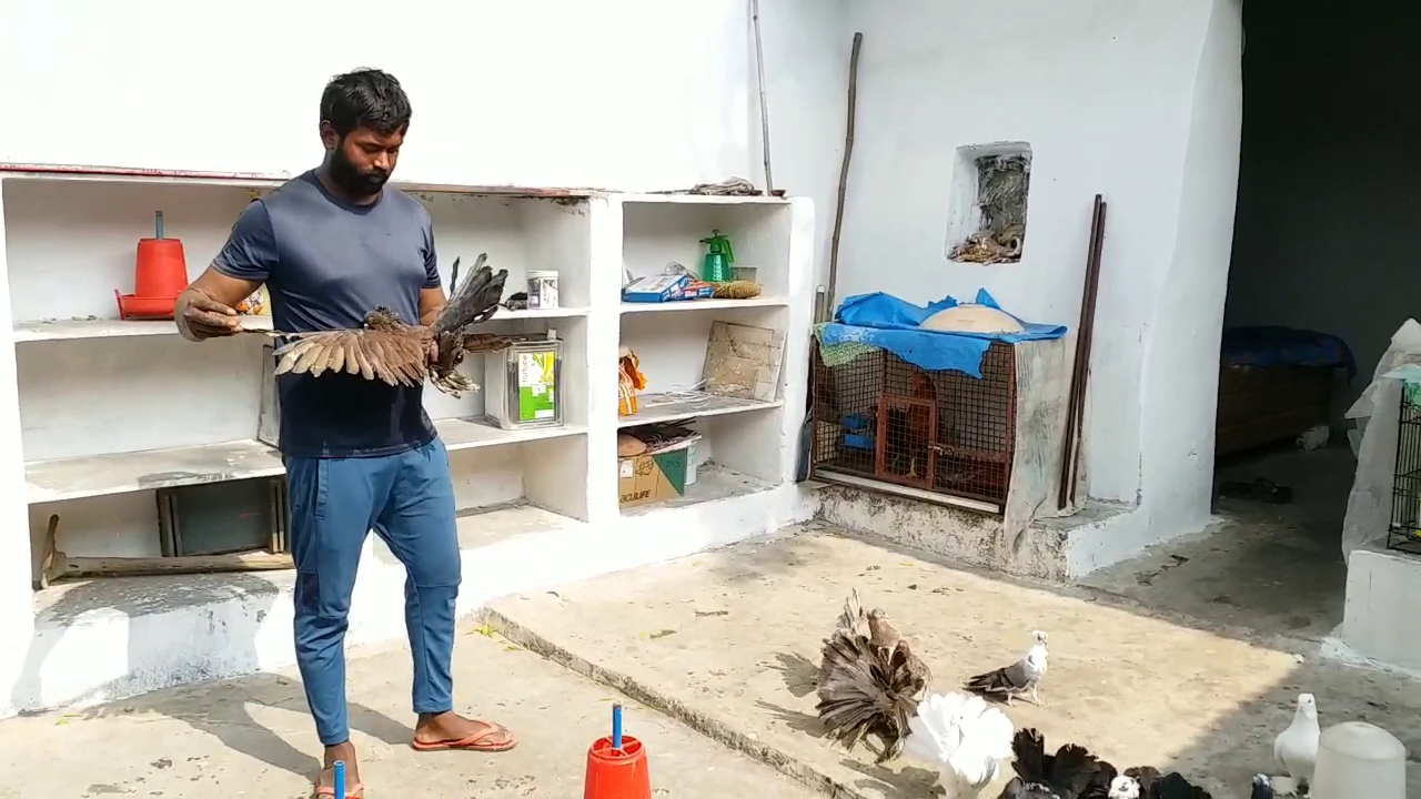 A Young Man Breeding Pigeons In Chhattisgarh