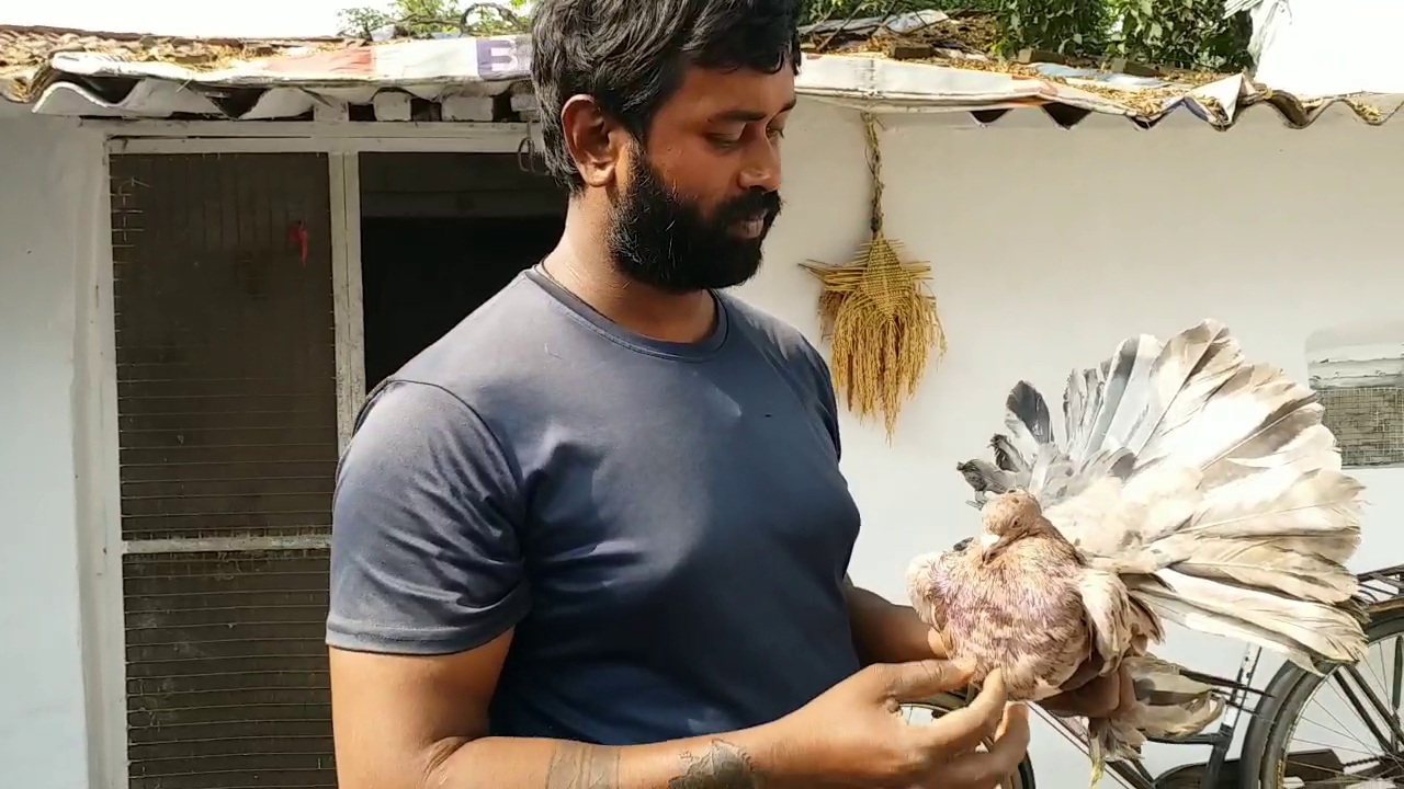 A Young Man Breeding Pigeons In Chhattisgarh