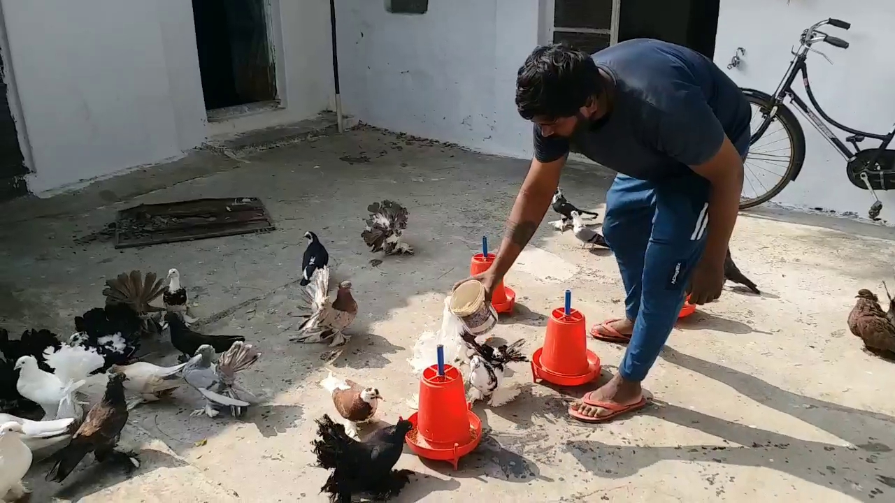 A Young Man Breeding Pigeons In Chhattisgarh