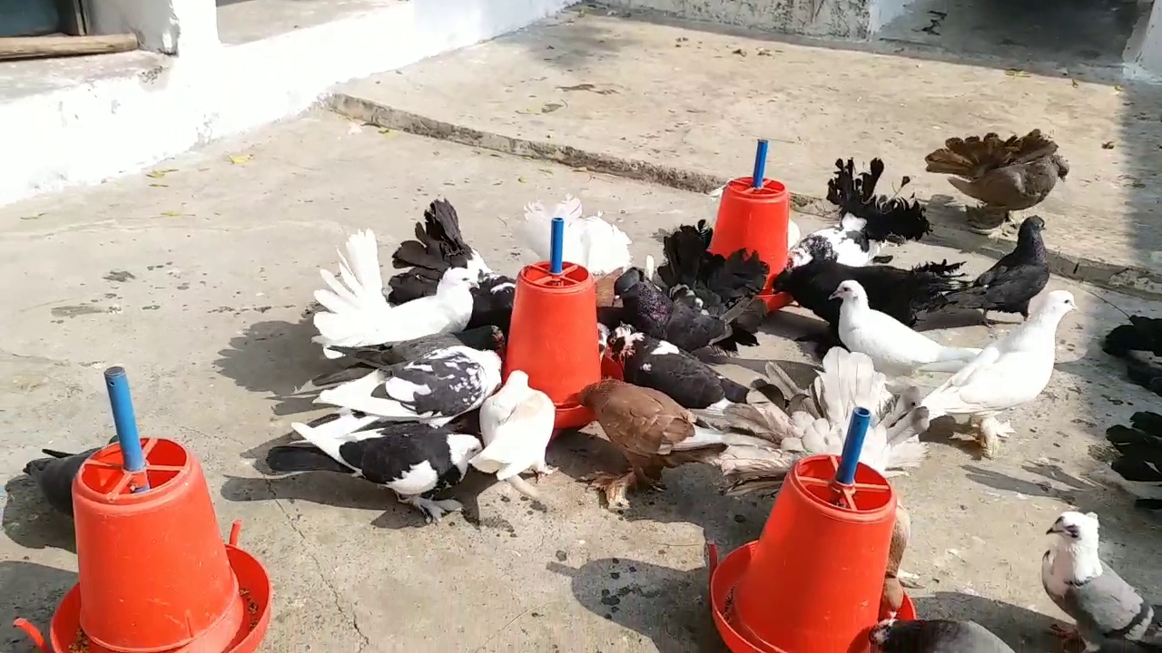 A Young Man Breeding Pigeons In Chhattisgarh