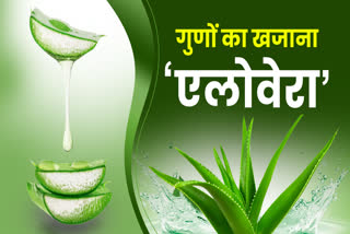 aloevera benefits in hindi