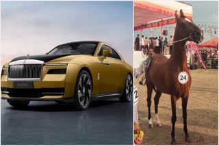 more expensive horse than a Rolls-Royce car in pimpri chinchwad