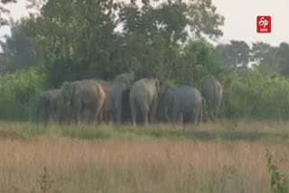 wild elephant Terror in Barhampur