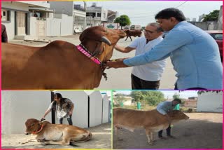 ગામની 200 ગાયોના ગળા ડેકોરેટિવ બેલ્ટ્સ પહેરાવીને ફળદુ પરિવારે પ્રકૃતિ પ્રેમનો સંદેશ ફેલાવ્યો