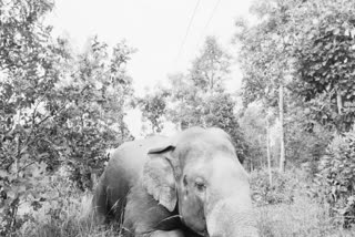 elephant dies In korba