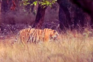 Umaria Bandhavgarh Tiger Reserve